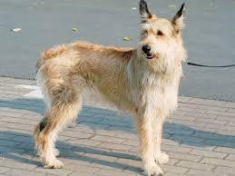 犬を家族に迎える前に